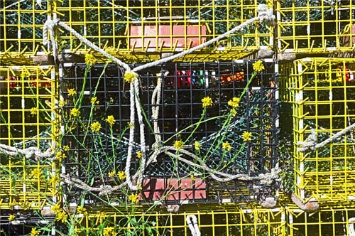 trapped in color 14